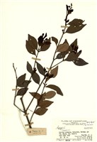 藏品(紫凌木)的圖片